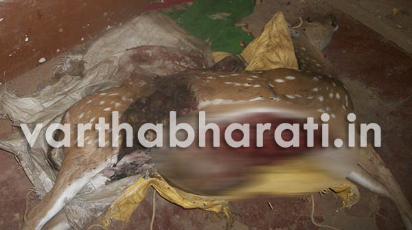 ಅನಧಿಕೃತ ವಿದ್ಯುತ್ ತಂತಿಗೆ ಗರ್ಭಿಣಿ ಜಿಂಕೆ ಬಲಿ: ಆರೋಪಿ ವಶಕ್ಕೆ